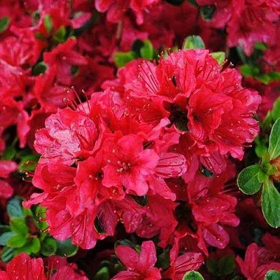 Азалия ХИНО КРИМСОН японская  Азалия ХИНО КРИМСОН японская в Брянске