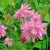 Аквилегия БАРЛОУ ПИНК гибрид МакКаны в Брянске