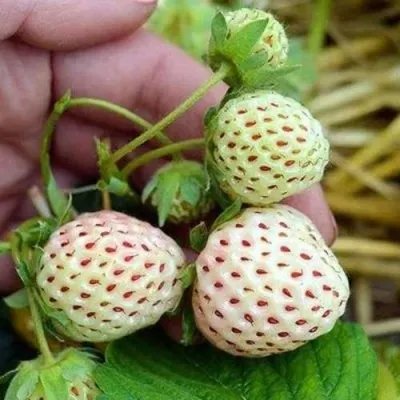 Клубника АНАНАСА ремонтантная — описание сорта Клубника АНАНАСА ремонтантная в Брянске