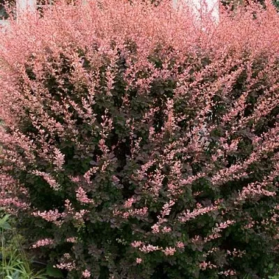 Барбарис РОУЗ ГЛОУ тунберга  Барбарис РОУЗ ГЛОУ тунберга в Брянске