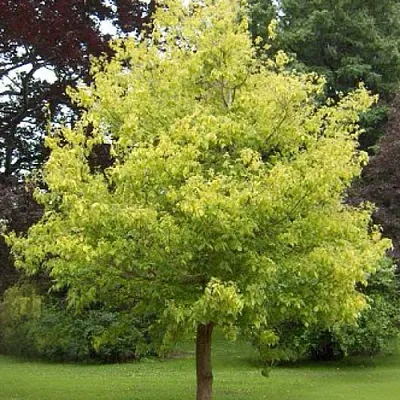 Клен ясенелистный  Клен ясенелистный в Брянске