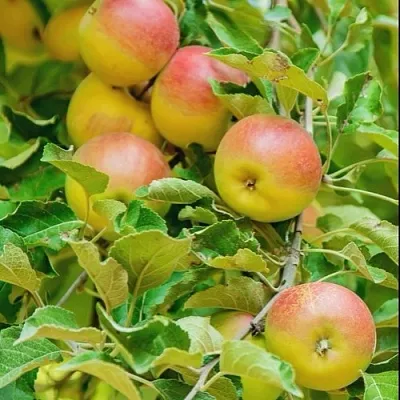 Яблоня ПАМЯТЬ БЛЫНСКОГО колонновидная  Яблоня ПАМЯТЬ БЛЫНСКОГО колонновидная в Брянске