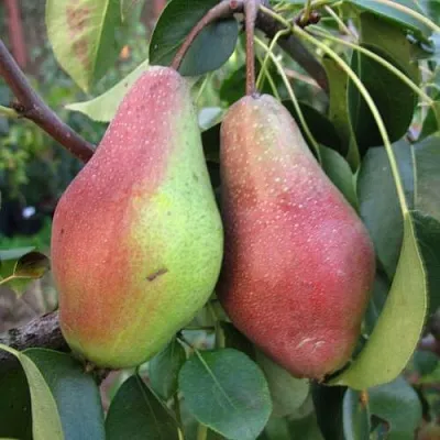 Груша ЯКОВЛЕВСКАЯ  Груша ЯКОВЛЕВСКАЯ в Брянске