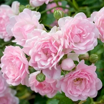 Саженцы роз ЗЕ ФЕЙРИ почвопокровная  Саженцы роз ЗЕ ФЕЙРИ почвопокровная в Брянске