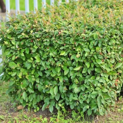 Кизильник блестящий — описание сорта Кизильник блестящий в Брянске