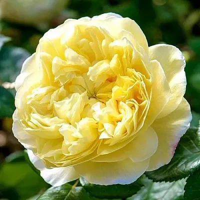 Саженцы роз ЧАРЛЬЗ ДАРВИН английская  Саженцы роз ЧАРЛЬЗ ДАРВИН английская в Брянске