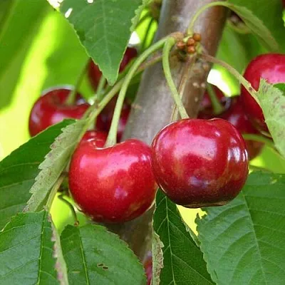 Черешня 15-26-5  Черешня 15-26-5 в Брянске