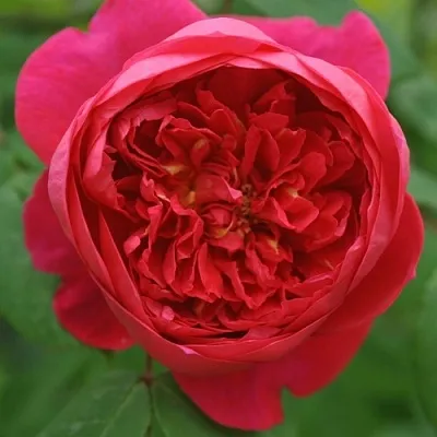 Саженцы роз БЕНДЖАМИН БРИТТЕН шраб  Саженцы роз БЕНДЖАМИН БРИТТЕН шраб в Брянске