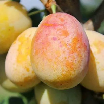 АПРИМИРА  АПРИМИРА в Брянске