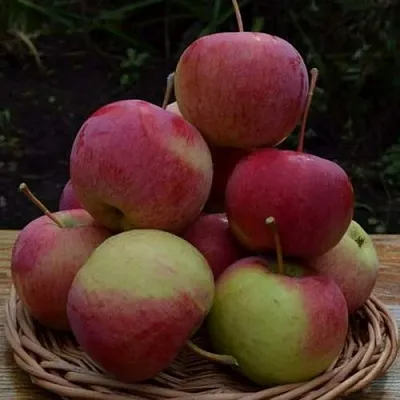 Яблоня РОДНИКОВАЯ  Яблоня РОДНИКОВАЯ в Брянске