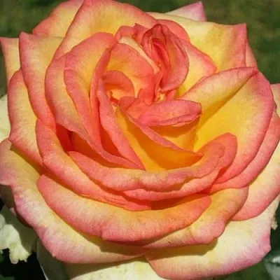 Саженцы роз АМАЗОНКА чайно-гибридная  Саженцы роз АМАЗОНКА чайно-гибридная в Брянске