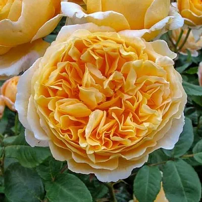 Саженцы роз БЕАТРИС английская  Саженцы роз БЕАТРИС английская в Брянске