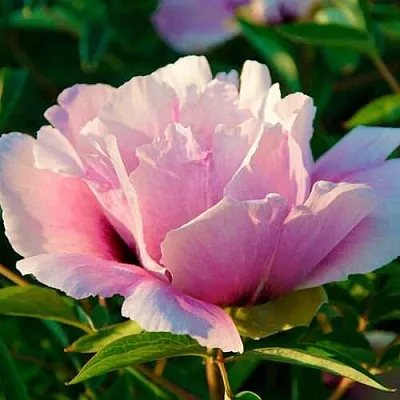 Пион ВРАТА ХРАМА древовидный   Пион ВРАТА ХРАМА древовидный  в Брянске