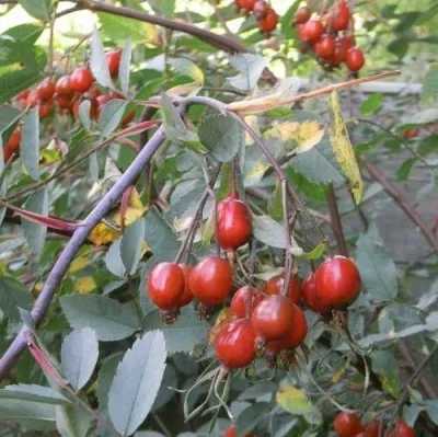 Саженцы роз сизая — описание сорта Саженцы роз сизая в Брянске