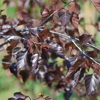 Береза Роял Фрост Береза Роял Фрост