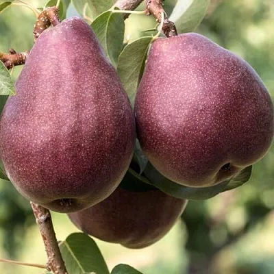 Груша БУРАКОВКА  Груша БУРАКОВКА в Брянске