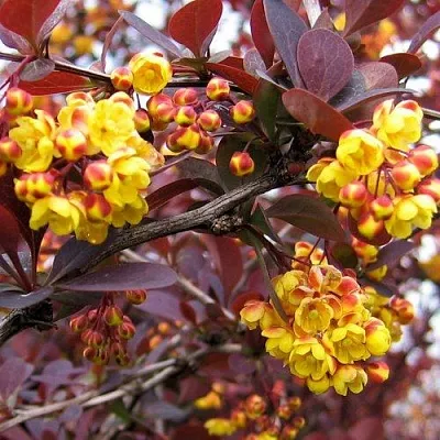 Барбарис СУПЕРБА оттавский   Барбарис СУПЕРБА оттавский  в Брянске