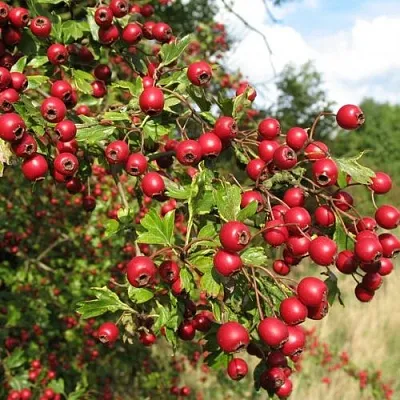 Боярышник ЗБИГНЕВ  Боярышник ЗБИГНЕВ в Брянске