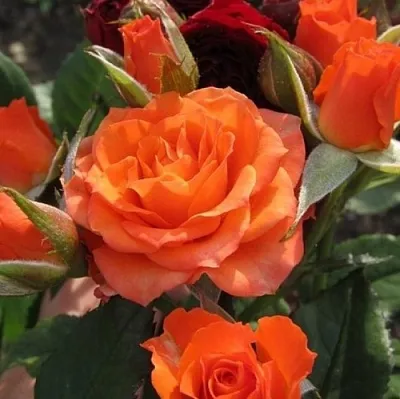 Саженцы роз АЛЕГРИЯ спрей  Саженцы роз АЛЕГРИЯ спрей в Брянске