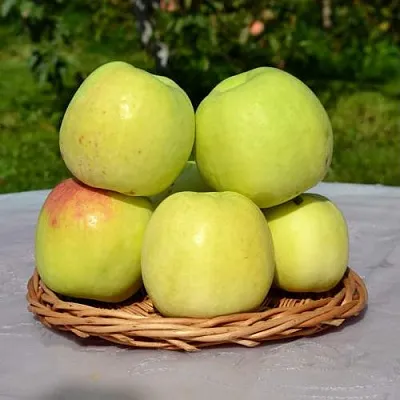 Яблоня БИРСКОЕ ГРУШЕВОЕ (БИЧИК)  Яблоня БИРСКОЕ ГРУШЕВОЕ (БИЧИК) в Брянске