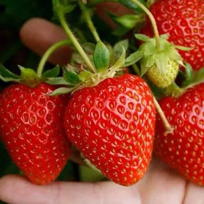 Клубника ПОРТОЛА ремонтантная  Клубника ПОРТОЛА ремонтантная в Брянске