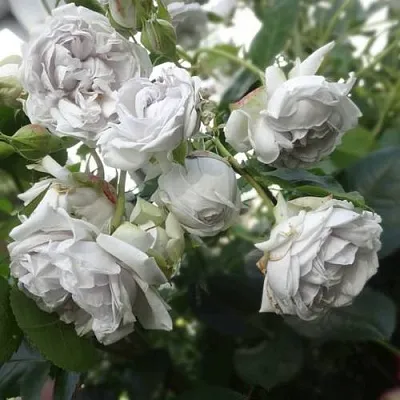 Саженцы роз ГРИЗЕЛИС шраб  Саженцы роз ГРИЗЕЛИС шраб в Брянске