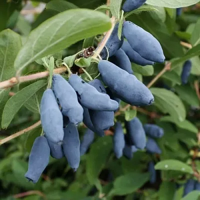 Жимолость съедобная ТОМИ японская  Жимолость съедобная ТОМИ японская в Брянске