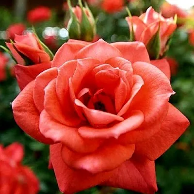 Ремонтантные гибриды  Ремонтантные гибриды в Брянске