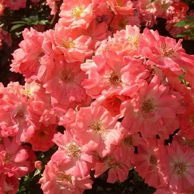 Почвопокровная  Почвопокровная в Брянске