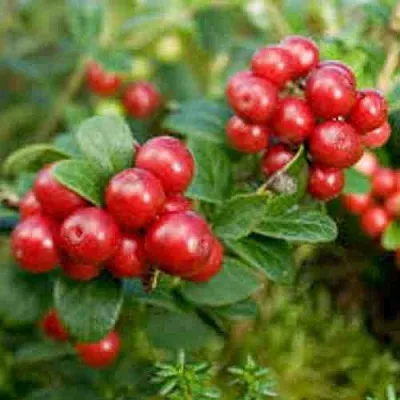 Брусника садовая РУНО БЕЛЯВСКИ  Брусника садовая РУНО БЕЛЯВСКИ в Брянске