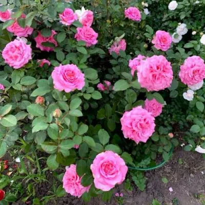 Саженцы роз ЭШЛИ чайно-гибридная — описание сорта Саженцы роз ЭШЛИ чайно-гибридная в Брянске