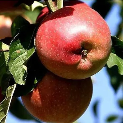 Яблоня АНТЕЙ КИЕВСКИЙ колонновидная в Брянске