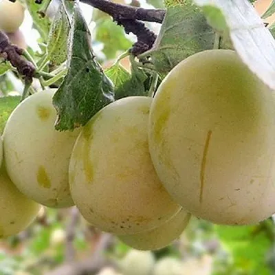 Слива УТРО  Слива УТРО в Брянске