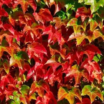 Девичий виноград тройчатый ВИЧИ  Девичий виноград тройчатый ВИЧИ в Брянске