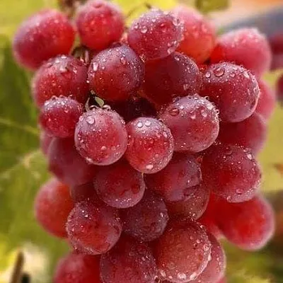 Ранние сорта в Брянске