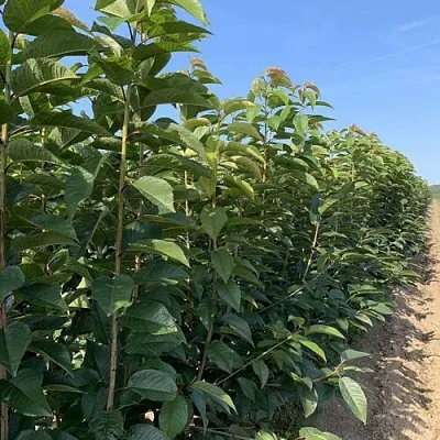 Саженцы оптом  Саженцы оптом в Брянске