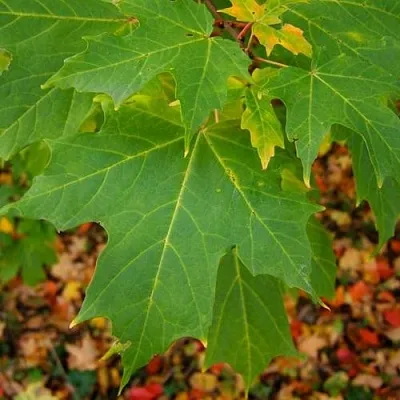 Клен сахарный  Клен сахарный в Брянске