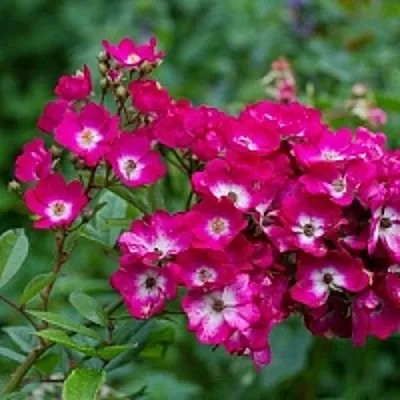 Саженцы роз МАРДЖОРИ ФЕЙР полиантовая  Саженцы роз МАРДЖОРИ ФЕЙР полиантовая в Брянске