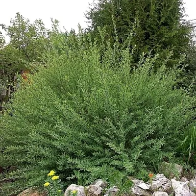 Ива НАНА  пурпурная   Ива НАНА  пурпурная  в Брянске