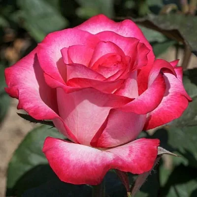 Саженцы роз ХАЙЛЕНДЕР чайно-гибридная  Саженцы роз ХАЙЛЕНДЕР чайно-гибридная в Брянске