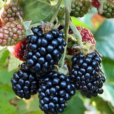 Ежевика ОУАЧИТА бесшипная — описание сорта Ежевика ОУАЧИТА бесшипная в Брянске