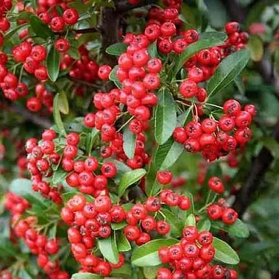 Пираканта РЕД КУИШОН  Пираканта РЕД КУИШОН в Брянске