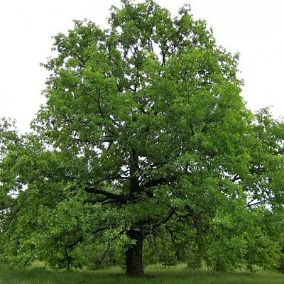 Дуб черешчатый   Дуб черешчатый  в Брянске