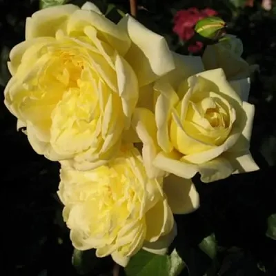 Саженцы роз КАЗИНО плетистая  Саженцы роз КАЗИНО плетистая в Брянске