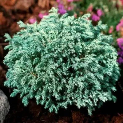 Кипарисовик БЕБИ БЛЮ горохоплодный — описание сорта Кипарисовик БЕБИ БЛЮ горохоплодный в Брянске