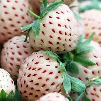 Клубника АНАНАСА ремонтантная  Клубника АНАНАСА ремонтантная в Брянске