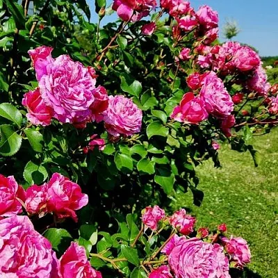 Саженцы роз ИНЕС САСТР плетистая  Саженцы роз ИНЕС САСТР плетистая в Брянске