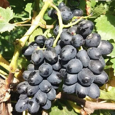 Виноград КИШМИШ АТТИКА  Виноград КИШМИШ АТТИКА в Брянске