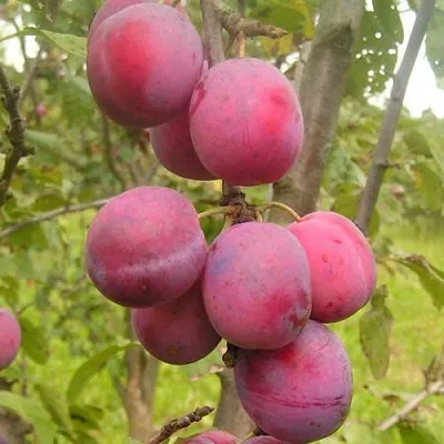 Слива ЭДИНБУРГСКАЯ в Брянске