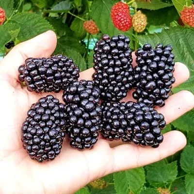 Ежевика ОУАЧИТА бесшипная — описание сорта Ежевика ОУАЧИТА бесшипная в Брянске